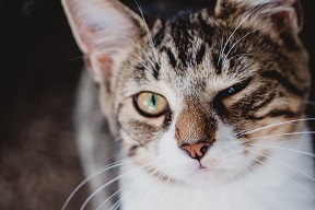 cat winking